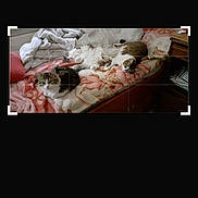 Bibi Lola Mignon participe au concours pour gagner de l'argent avec cette photo : cat, bed, blanket, pillow, sleeping, indoor, furniture, cozy, resting, pet, animal, domestic, comfort, home, soft, fur, relaxation, warm, cuddle, room