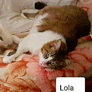 Lola a rejoint le concours — aidez-le/la à gagner de superbes lots ! cat, pet, animal, feline, indoor, blanket, soft, fur, lying_down, resting, curious_eyes, brown_and_white, cute, cozy, home, comfort, relaxed, named_tag, patterned_blanket, domestic