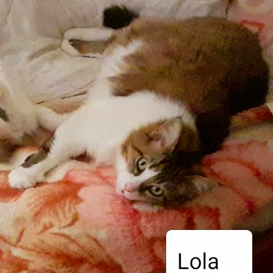Lola