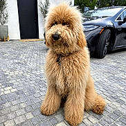Tuna is registered to the contest to win money with this photo: dog, golden_doodle, fluffy, curly_fur, pet, sitting, outdoor, driveway, cobblestone, car, black_car, modern_house, door, plant, potted_plant, collar, canine, fur, animal, cute