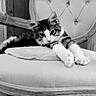 Booba a rejoint le concours — aidez-le/la à gagner de superbes lots ! cat, kitten, animal, pet, feline, fluffy, long_hair, striped, tabby, white_paws, sitting, lounging, stretching, portrait, black_and_white, vintage, chair, tufted_furniture, indoors, relaxed