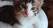Booba a rejoint le concours — aidez-le/la à gagner de superbes lots ! cat, kitten, fluffy, long_hair, white_fur, brown_fur, tabby, blue_eyes, pink_nose, large_ears, whiskers, paws, sitting, lying_down, pet, indoor, portrait, close_up, soft_bedding, furniture