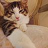 Booba participe au concours pour gagner de l'argent avec cette photo : cat, kitten, tabby, white_fur, fluffy, longhaired, pet, animal, sleepy, relaxed, sitting, paws, whiskers, pink_nose, blue_eyes, portrait, closeup, indoors, chair, blanket