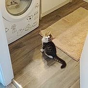 Booba participe au concours pour gagner de l'argent avec cette photo : cat, kitten, tuxedo_cat, black_and_white, animal, pet, sitting, indoors, laundry_room, washing_machine, wooden_floor, rug, home, cute, looking_up, tail, whiskers, ears, domestic_animal, photograph
