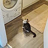 cat, kitten, tuxedo_cat, black_and_white, animal, pet, sitting, indoors, laundry_room, washing_machine, wooden_floor, rug, home, cute, looking_up, tail, whiskers, ears, domestic_animal, photograph