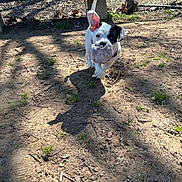 Ruby Mae joined the competition — help win amazing prizes! animal, backyard, bostonbull, bulldog, canine, dog, frenchbulldog, grass, grove, nature, outdoors, pet, pitbull, plant, puppy, soil, tree, vegetation, whitedog, yard