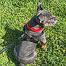 Emiliano is registered to the contest to win money with this photo: dog, gray_dog, red_collar, black_harness, grass, outdoor, pet, sitting, leash, sunlight, shadow, side_view, canine, nature, lawn, paw, snout, ear, human_footwear, daytime