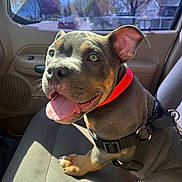Emiliano joined the competition — help win amazing prizes! dog, puppy, car_interior, seat, red_collar, sunlight, tongue_out, happy, pet, animal, canine, ears, nose, smiling, harness, window, daylight, road, trees, house