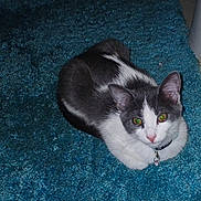 Sassy Girl joined the competition — help win amazing prizes! animal, bell, blue, carpet, cat, collar, curled_up, domestic, ears, eyes, floor, fur, gray, green_eyes, indoor, looking, pet, texture, whiskers, white