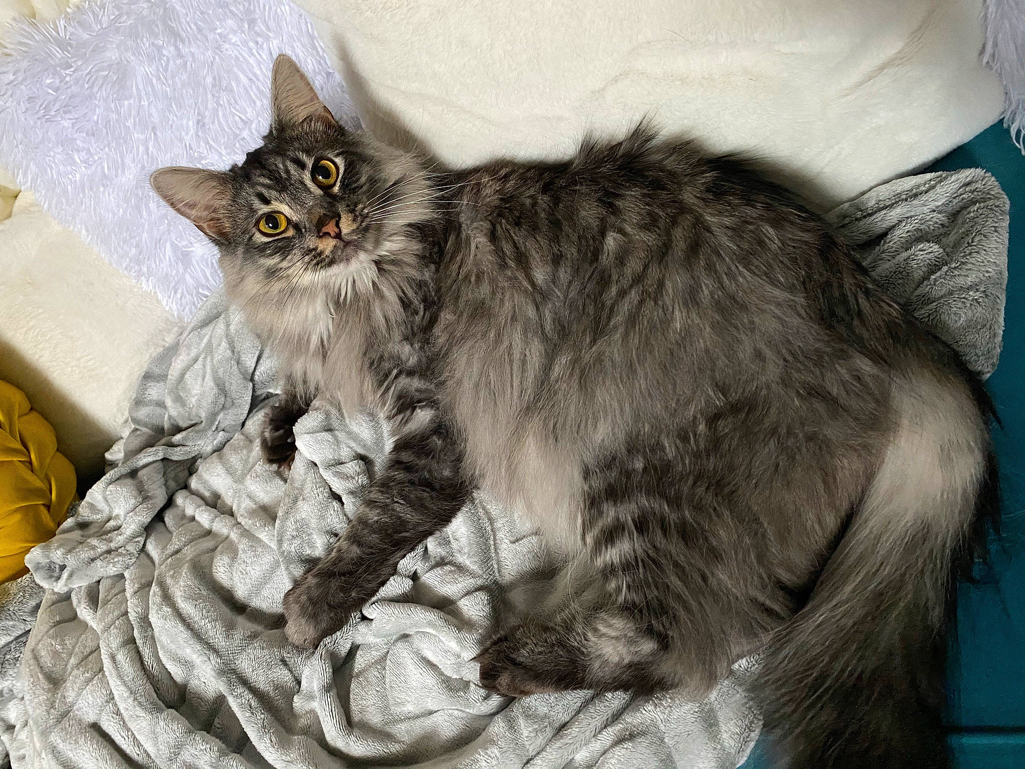 Lennox joined the competition — help win amazing prizes! carnivore, cat, claw, comfort, domestic_short_haired_cat, felidae, fur, grey, paw, sitting, small_to_medium_sized_cats, snout, tail, terrestrial_animal, whiskers