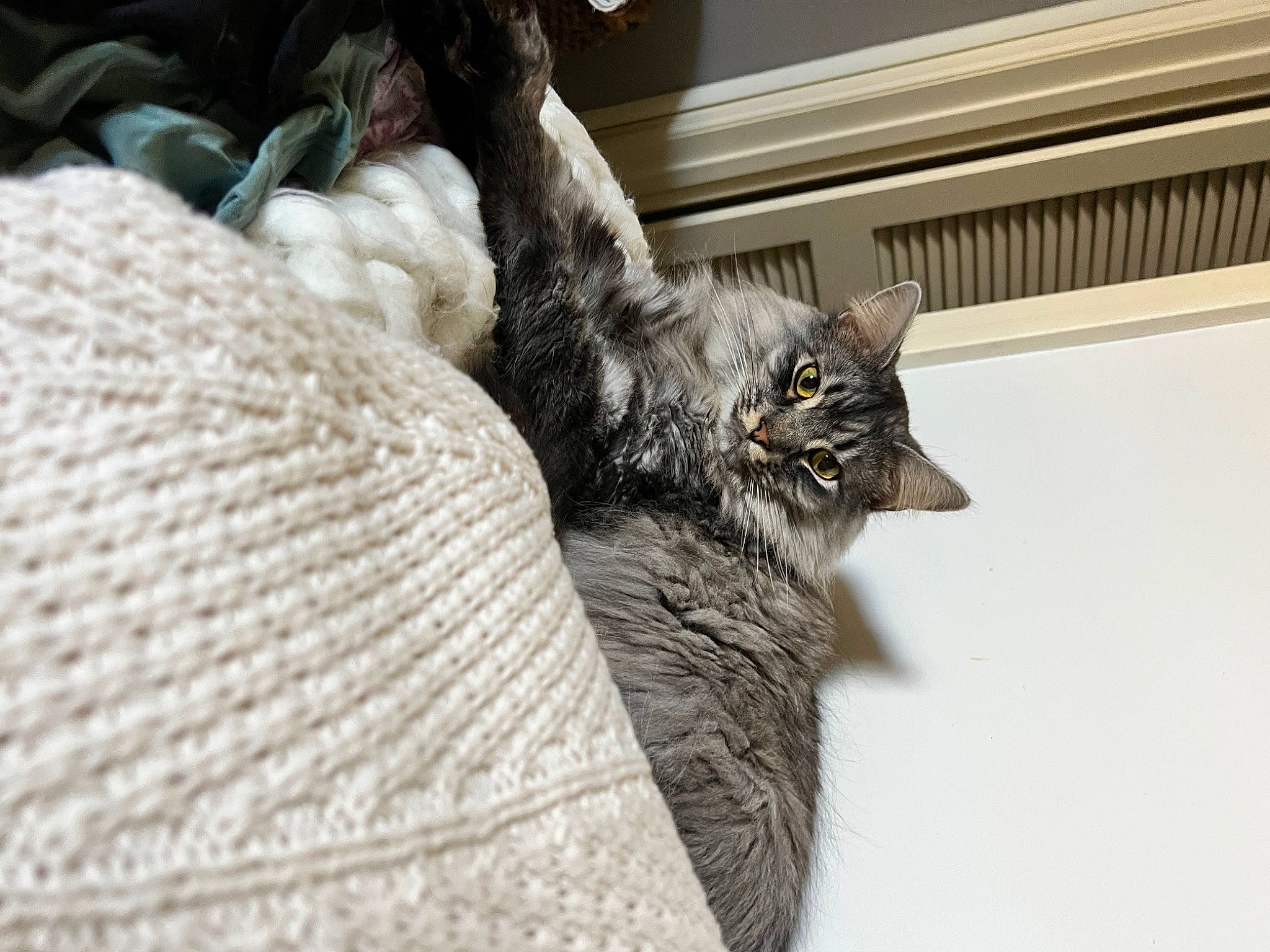 Lennox is registered to the contest to win money with this photo: black_cat, carnivore, cat, cat_supply, claw, comfort, domestic_short_haired_cat, felidae, fur, grey, linens, small_to_medium_sized_cats, snout, tail, tree, whiskers, wildlife, window, wood, woolen