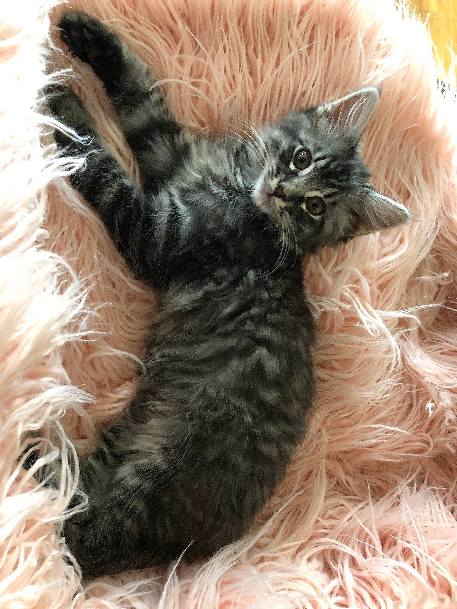 Lennox joined the competition — help win amazing prizes! carnivore, cat, claw, close_up, comfort, dog_breed, fawn, felidae, fur, liver, paw, small_to_medium_sized_cats, snout, tail, terrestrial_animal, whiskers