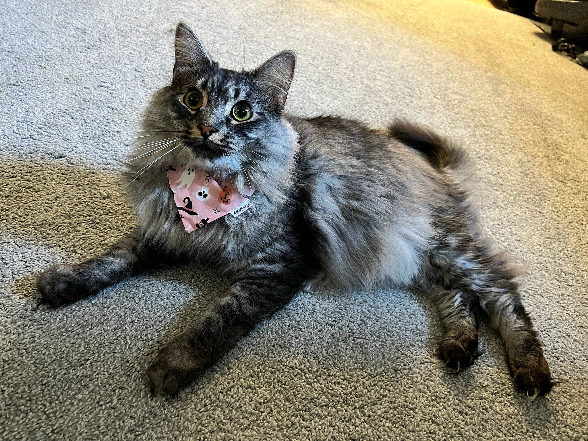 Lennox is registered to the contest to win money with this photo: asphalt, carnivore, cat, claw, domestic_short_haired_cat, felidae, foot, fur, paw, road_surface, sitting, small_to_medium_sized_cats, tail, terrestrial_animal, whiskers