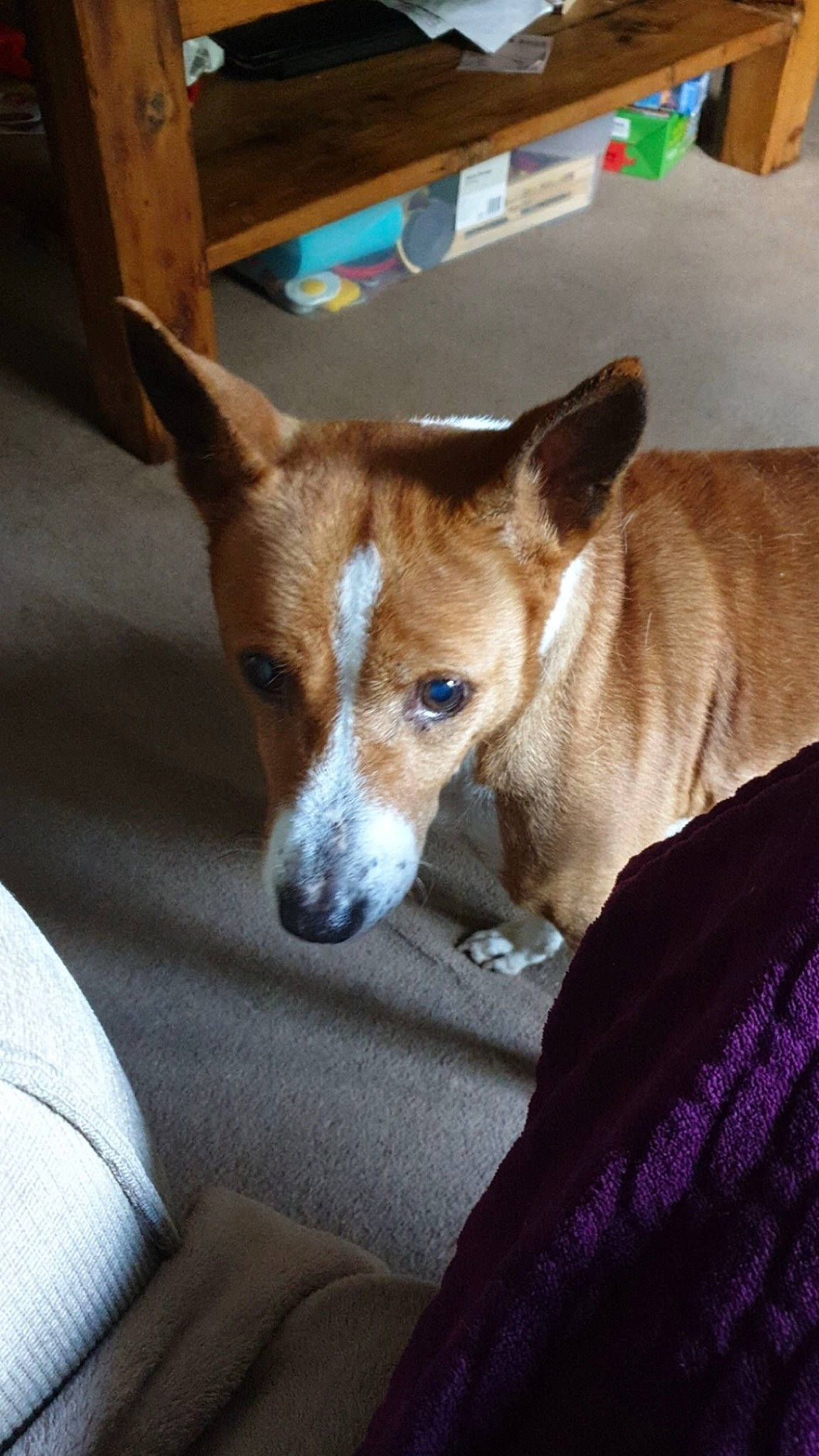 Jasper joined the competition — help win amazing prizes! ancient_dog_breeds, basenji, canidae, carnivore, collar, comfort, companion_dog, dog, dog_breed, dog_sports, fawn, fur, hound, non_sporting_group, sighthound, snout, sporting_group, tail, whiskers, working_animal