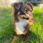 Roby a rejoint le concours — aidez-le/la à gagner de superbes lots ! dog, grass, outdoor, sunlight, pet, animal, brown_fur, white_chest, toy, red_ball, canine, smiling, playful, nature, ears, snout, happy, closeup, daytime, cute