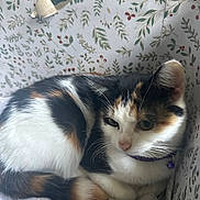 Mocha is registered to the contest to win money with this photo: cat, calico_cat, pet, indoor, box, patterned_box, collar, bell, whiskers, fur, curled_up, resting, cozy, closeup, portrait, bedding, home, ear, eye, adorable