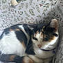 cat, calico_cat, pet, indoor, box, patterned_box, collar, bell, whiskers, fur, curled_up, resting, cozy, closeup, portrait, bedding, home, ear, eye, adorable