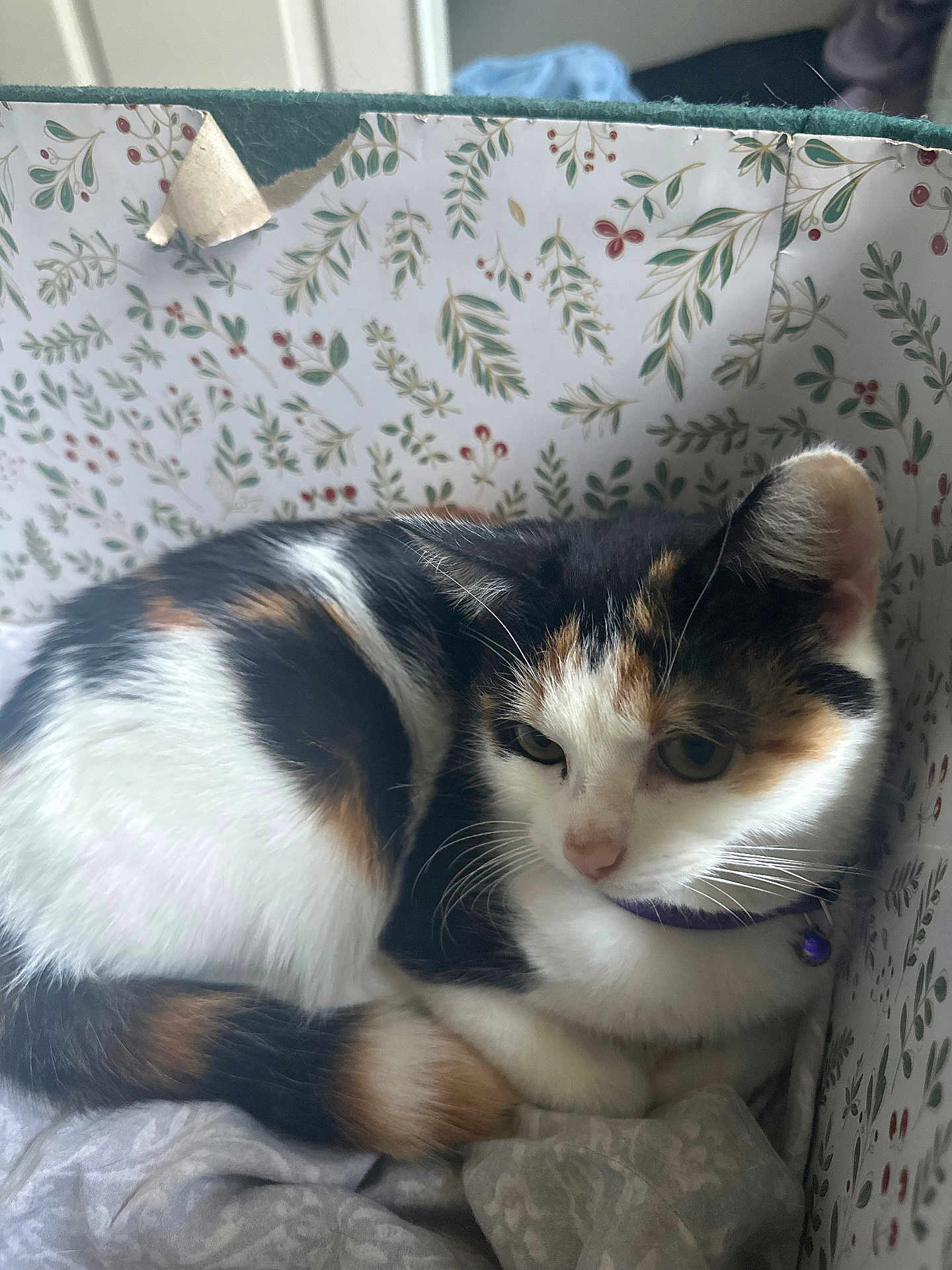 Mocha is registered to the contest to win money with this photo: cat, calico_cat, pet, indoor, box, patterned_box, collar, bell, whiskers, fur, curled_up, resting, cozy, closeup, portrait, bedding, home, ear, eye, adorable