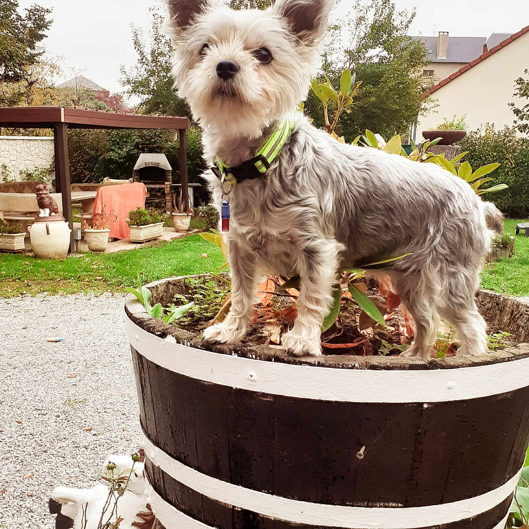 Chipie a rejoint le concours — aidez-le/la à gagner de superbes lots ! animal, bird, canine, cookware, dog, jar, nature, outdoors, pet, plant, planter, pot, pottedplant, pottery, puppy, soil, terrier, tree, vase, wood