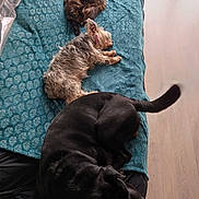Django a rejoint le concours — aidez-le/la à gagner de superbes lots ! cat, dog, pet, sleeping, resting, blanket, couch, indoor, fur, animal, cozy, relaxing, teal, black, brown, small_dog, large_dog, curled_up, laying_down, wood_floor