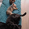 animal, black, blanket, brown, cat, couch, cozy, curled_up, dog, fur, indoor, large_dog, laying_down, pet, relaxing, resting, sleeping, small_dog, teal, wood_floor