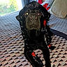 Django participe au concours pour gagner de l'argent avec cette photo : dog, black_dog, wig, braids, red_ribbons, bed, bedspread, patterned_bedspread, indoor, window, daylight, furniture, curious, pet, animal, portrait, cute, costume, black, house