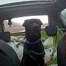 animal, backseat, black_dog, blanket, canine, car_interior, collar, dog, furry, harness, leash, outdoor_view, pet, road, seat, transportation, travel, vehicle, window, wolf_print