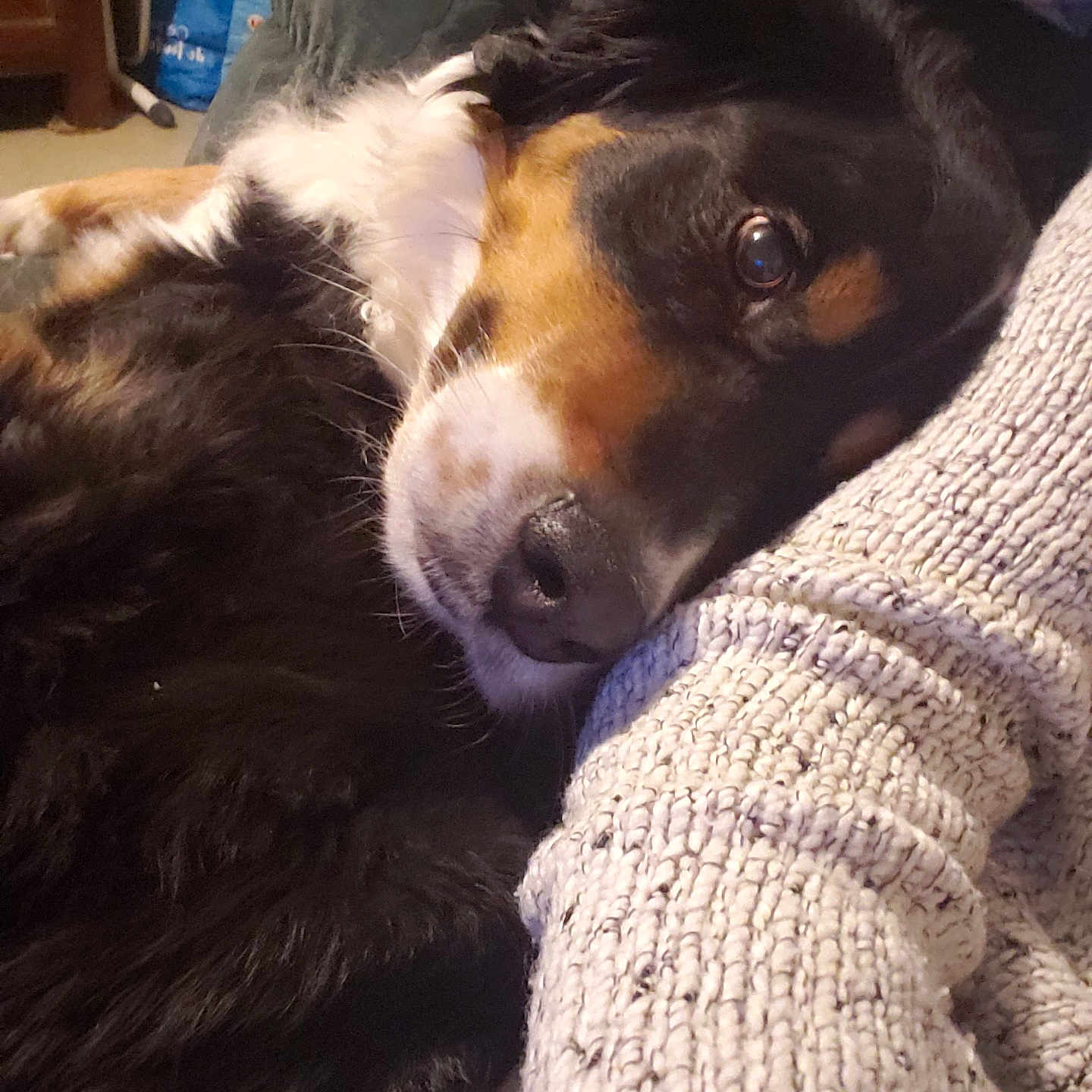 Shaikha participe au concours pour gagner de l'argent avec cette photo : animal, blanket, canine, clothing, couch, cushion, dog, face, furniture, head, hound, indoors, knitwear, person, pet, photography, portrait, puppy, sleeping, sweater