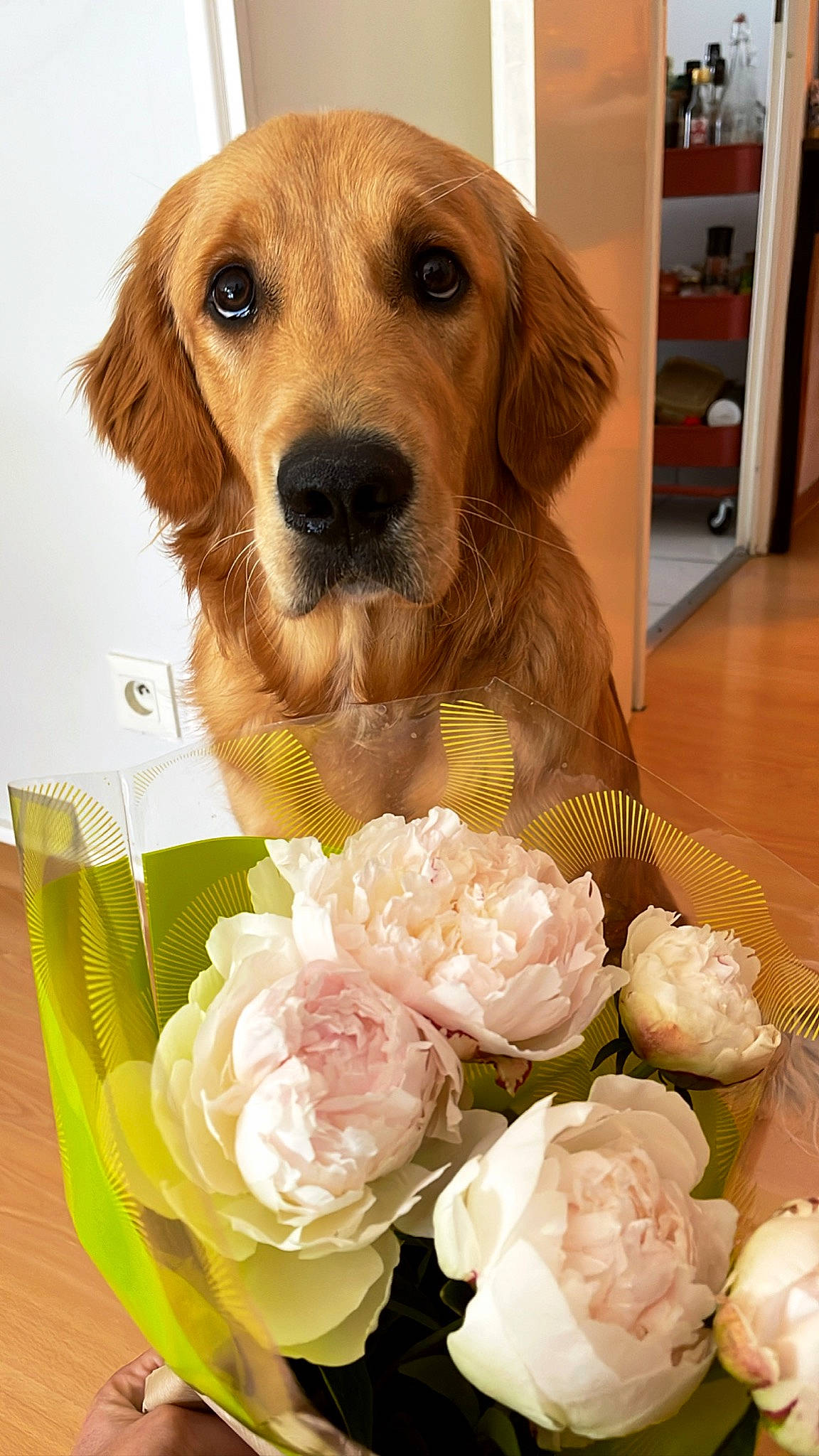 Marcel participe au concours pour gagner de l'argent avec cette photo : bouquet, carnivore, companion_dog, cut_flowers, dog, dog_breed, dog_supply, fawn, floral_design, flower, flower_arranging, hybrid_tea_rose, liver, petal, plant, rose, rose_family, rose_order, shelf, whiskers