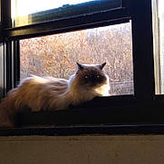 Peanut joined the competition — help win amazing prizes! cat, fluffy, windowsill, window, sunlight, autumn, trees, outdoor_view, pet, feline, animal, relaxed, indoor, daylight, nature, resting, cute, domestic, calm, cozy