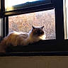 cat, fluffy, windowsill, window, sunlight, autumn, trees, outdoor_view, pet, feline, animal, relaxed, indoor, daylight, nature, resting, cute, domestic, calm, cozy