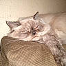 Peanut joined the competition — help win amazing prizes! cat, fluffy, relaxed, couch, indoor, pet, feline, paw, brown, beige, fur, whiskers, face, resting, animal, cozy, home, texture, stretching, expression