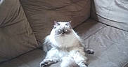Peanut joined the competition — help win amazing prizes! cat, fluffy, sitting, couch, indoor, pet, relaxed, furry, animal, domestic, feline, fur, home, comfortable, resting, living_room, cute, looking, seated, cozy