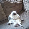 cat, fluffy, sitting, couch, indoor, pet, relaxed, furry, animal, domestic, feline, fur, home, comfortable, resting, living_room, cute, looking, seated, cozy