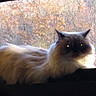 Peanut joined the competition — help win amazing prizes! cat, fluffy, window, windowsill, autumn, fall, trees, outdoor, nature, pet, animal, feline, relaxed, indoor, screen, light, shadow, cozy, quiet, mystery