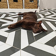 Cyrus a rejoint le concours — aidez-le/la à gagner de superbes lots ! cat, brown_cat, lying_down, floor, geometric_pattern, tile_floor, indoor, woven_baskets, relaxed, pet, animal, ears, whiskers, tail, home, furniture, shelf, resting, domestic_cat, cozy