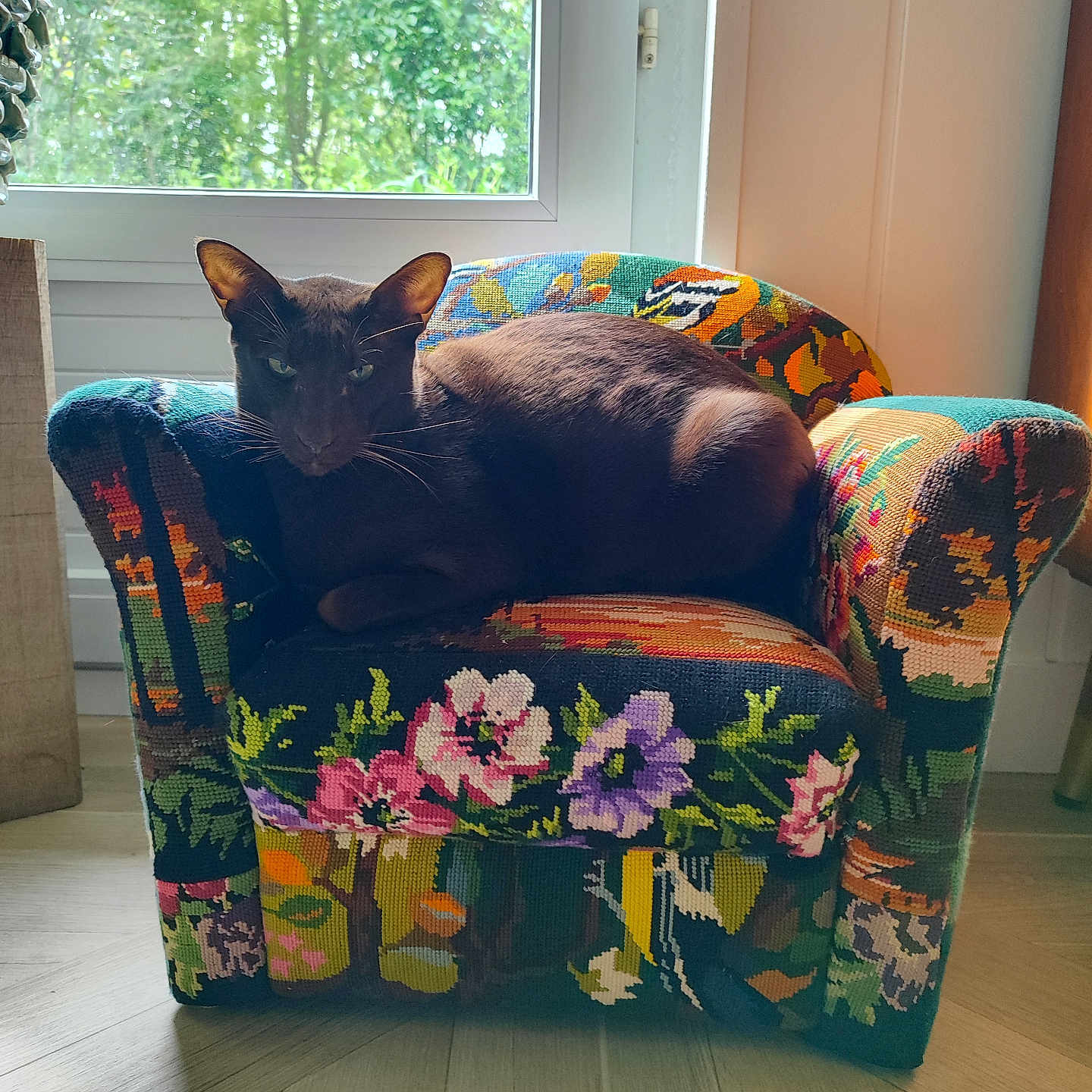 Cyrus a rejoint le concours — aidez-le/la à gagner de superbes lots ! cat, animal, pet, chair, colorful, floral_pattern, window, indoor, wooden_floor, relaxed, feline, domestic_cat, natural_light, greenery, home, furniture, cozy, resting, small_chair, decor