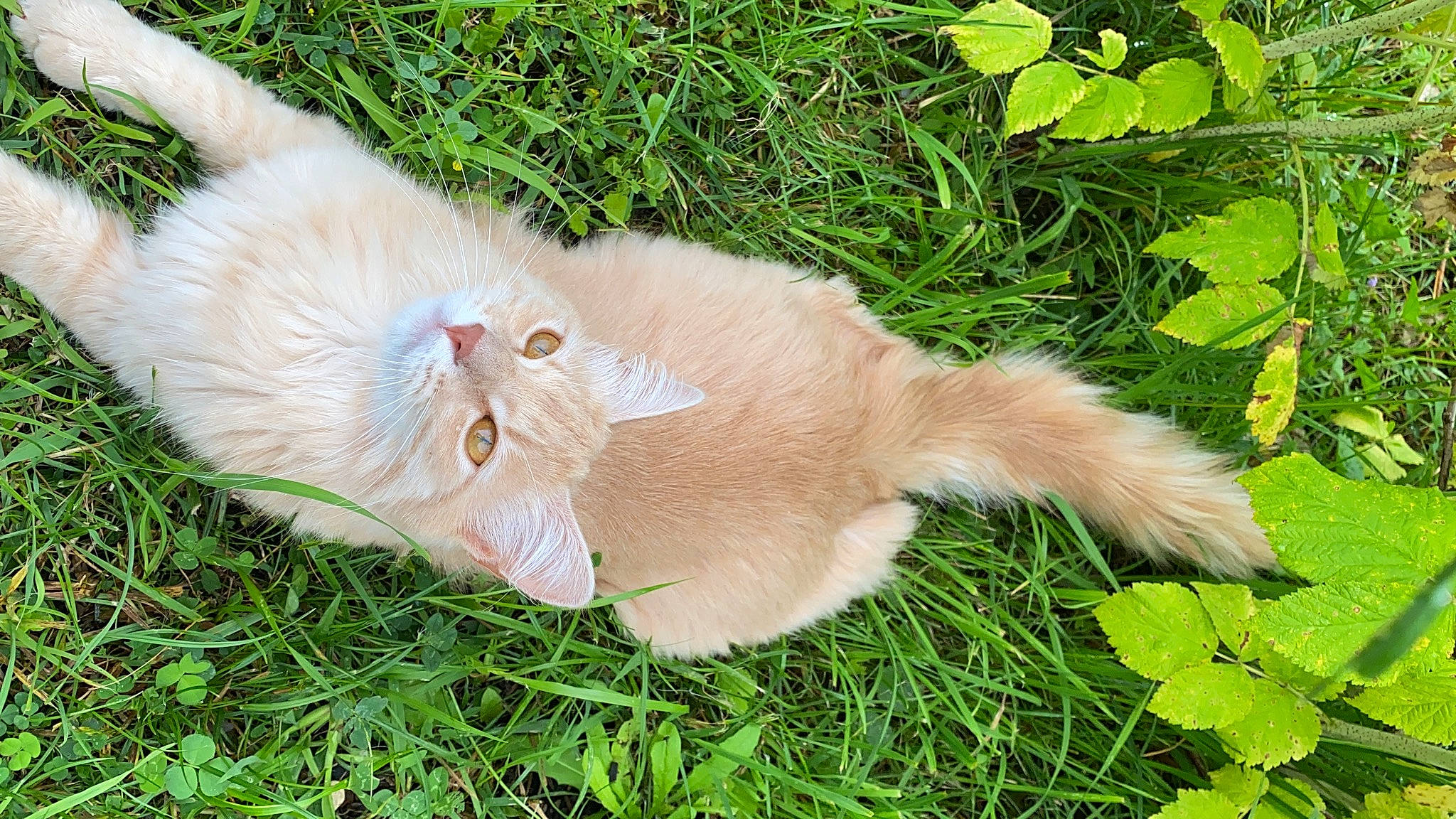 Octave a rejoint le concours — aidez-le/la à gagner de superbes lots ! carnivore, cat, claw, domestic_short_haired_cat, fawn, felidae, fur, grass, grassland, groundcover, herb, paw, plant, small_to_medium_sized_cats, snout, tail, terrestrial_animal, whiskers