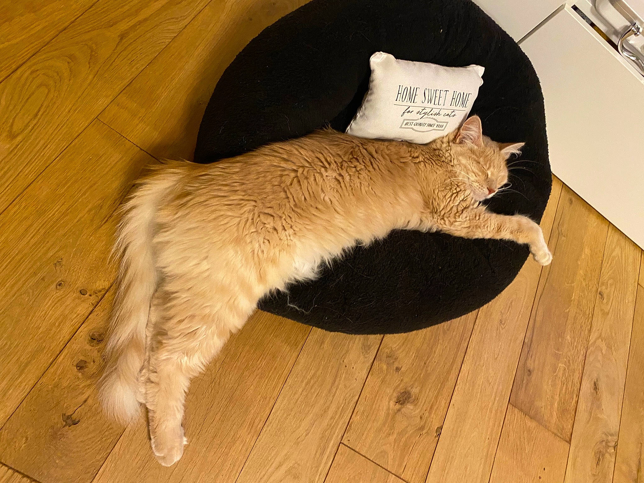 Octave participe au concours pour gagner de l'argent avec cette photo : canidae, carnivore, cat, claw, comfort, dog_breed, domestic_short_haired_cat, fawn, felidae, flooring, hardwood, laminate_flooring, paw, small_to_medium_sized_cats, tail, terrestrial_animal, whiskers, wood, wood_flooring, wood_stain