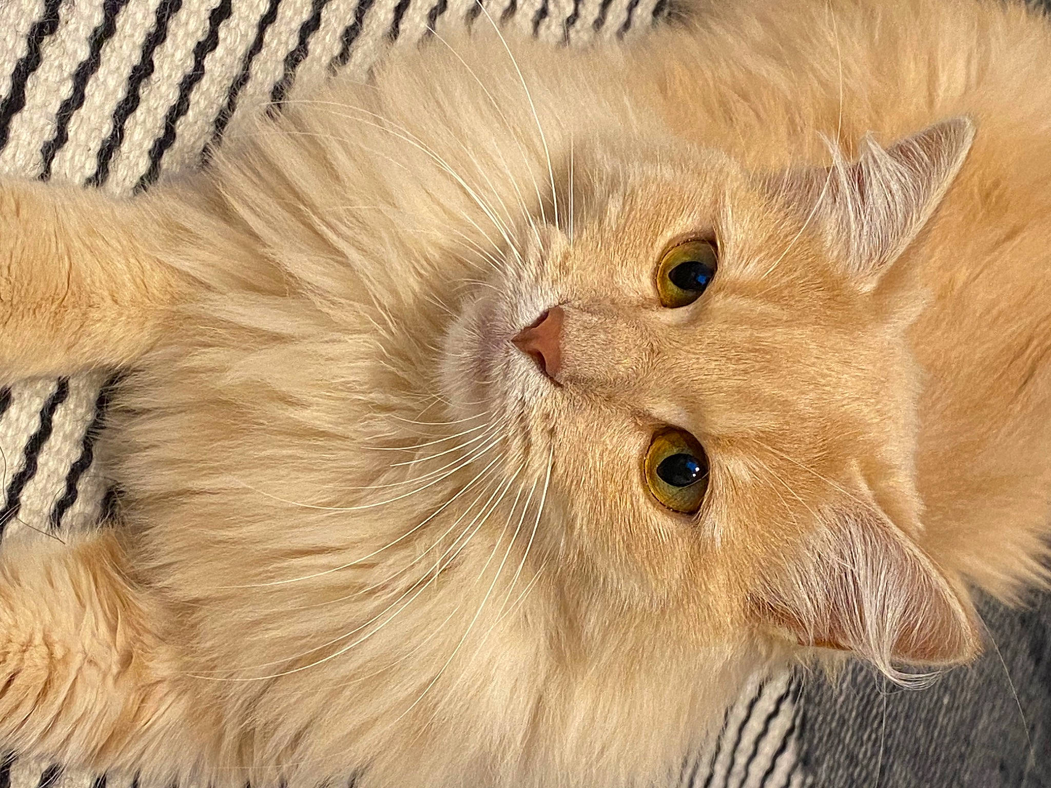 Octave participe au concours pour gagner de l'argent avec cette photo : carnivore, cat, claw, domestic_short_haired_cat, eye, fawn, felidae, fur, liver, paw, small_to_medium_sized_cats, snout, terrestrial_animal, whiskers, wildlife, wood, working_animal