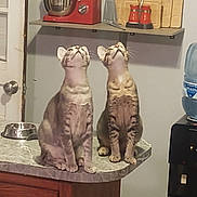 Fester And Gomez is registered to the contest to win money with this photo: appliance, cat, counter, curious, cutting_board, domestic, feline, home, indoor, kitchen, looking_up, marble_countertop, metal_bowl, mixer, pets, sitting, tabby_cat, two_cats, water_dispenser, wooden_cabinet