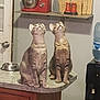 appliance, cat, counter, curious, cutting_board, domestic, feline, home, indoor, kitchen, looking_up, marble_countertop, metal_bowl, mixer, pets, sitting, tabby_cat, two_cats, water_dispenser, wooden_cabinet