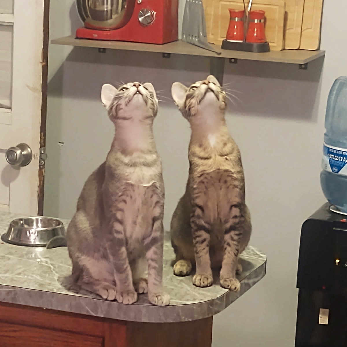 Fester And Gomez is registered to the contest to win money with this photo: appliance, cat, counter, curious, cutting_board, domestic, feline, home, indoor, kitchen, looking_up, marble_countertop, metal_bowl, mixer, pets, sitting, tabby_cat, two_cats, water_dispenser, wooden_cabinet
