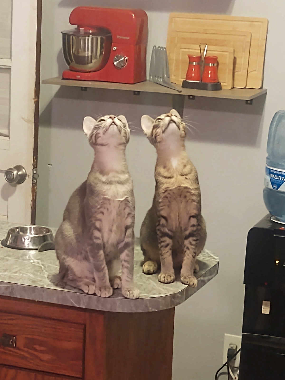 Fester And Gomez is registered to the contest to win money with this photo: appliance, cat, counter, curious, cutting_board, domestic, feline, home, indoor, kitchen, looking_up, marble_countertop, metal_bowl, mixer, pets, sitting, tabby_cat, two_cats, water_dispenser, wooden_cabinet