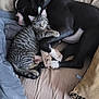 Kevin is registered to the contest to win money with this photo: animal, black_dog, blanket, cat, comfort, companion, couch, cozy, cute, dog, friendship, fur, hugging, indoor, pets, pillow, relaxation, resting, sleeping, tabby_cat