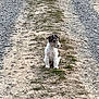 Archy a rejoint le concours — aidez-le/la à gagner de superbes lots ! alone, animal, canine, curious, cute, daylight, dirt_path, dog, fur, gravel, ground, nature, outdoor, pet, puppy, road, rural, sitting, small_dog, young_dog