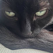 Mouchou a rejoint le concours — aidez-le/la à gagner de superbes lots ! cat, black_cat, close_up, animal, pet, fur, whiskers, green_eyes, resting, tail, sleepy, cozy, cute, indoor, feline, portrait, soft_light, texture, muzzle, relaxing