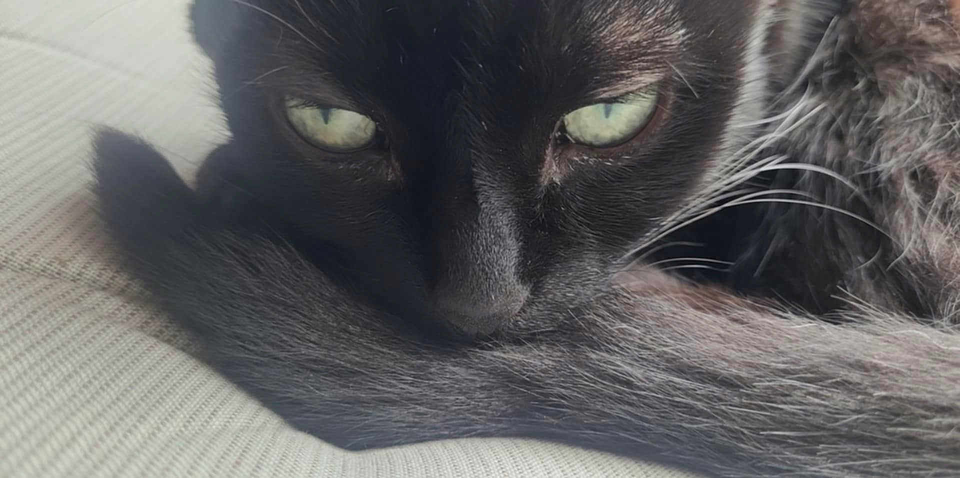 Mouchou a rejoint le concours — aidez-le/la à gagner de superbes lots ! cat, black_cat, close_up, animal, pet, fur, whiskers, green_eyes, resting, tail, sleepy, cozy, cute, indoor, feline, portrait, soft_light, texture, muzzle, relaxing