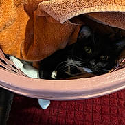 Nova is registered to the contest to win money with this photo: cat, black_cat, white_paws, towel, orange_towel, laundry_basket, pink_basket, indoor, pet, curious, cozy, feline, whiskers, eyes, resting, soft_texture, fabric, home, animal, cute