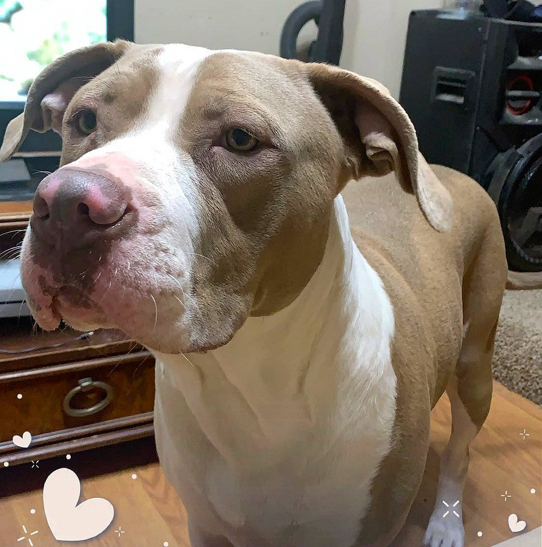 Baby Girl is registered to the contest to win money with this photo: canidae, carnivore, collar, companion_dog, dog, dog_breed, dog_collar, fawn, fur, gas, liver, non_sporting_group, pet_supply, serveware, snout, sporting_group, tire, wheel, whiskers, working_animal